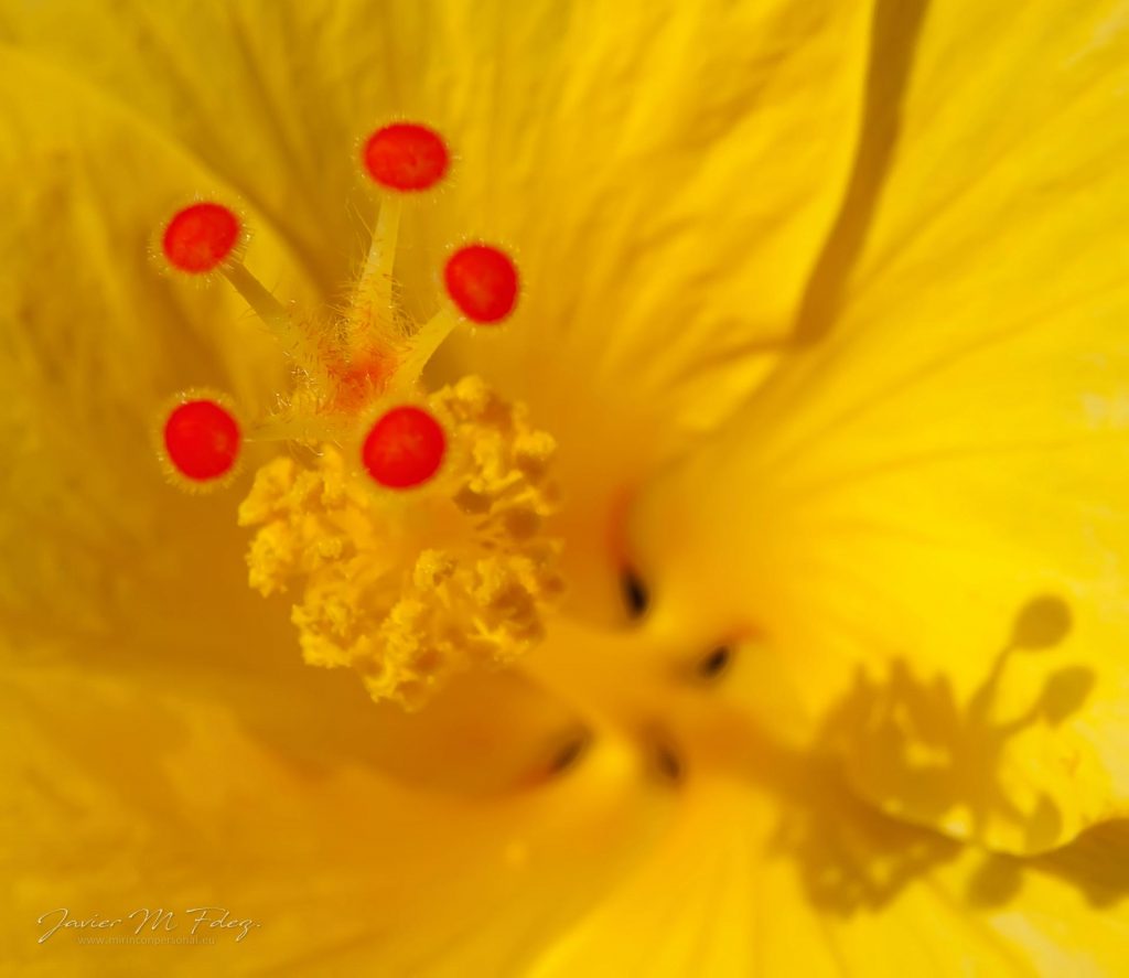 Hibisco (Hybiscus sp.)