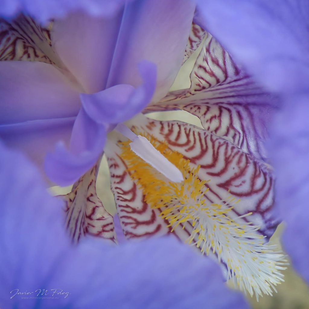 Lirio común (Iris germánica)