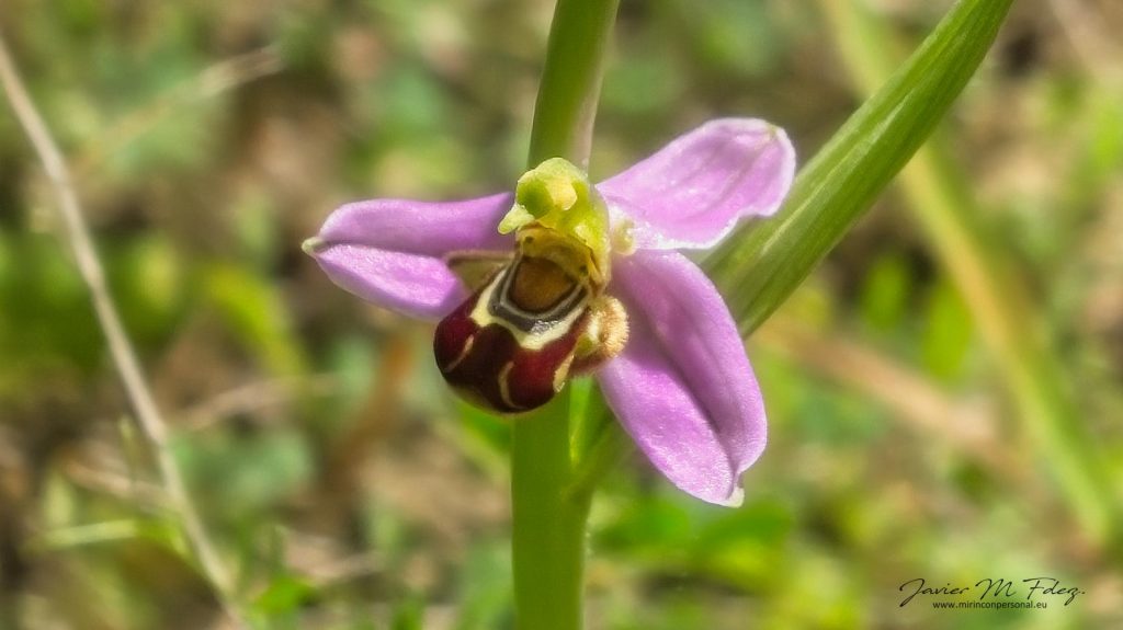 Orquídea abeja