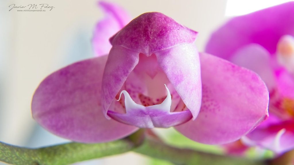 Orquídea híbrida